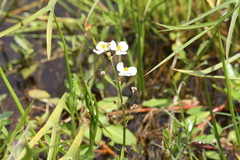 Sagittaria
