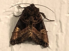 Euplexia