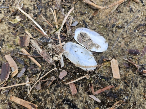 Hiatula alba, 2026-08-17