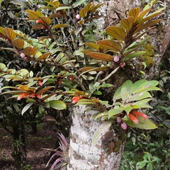 Columnea verecunda