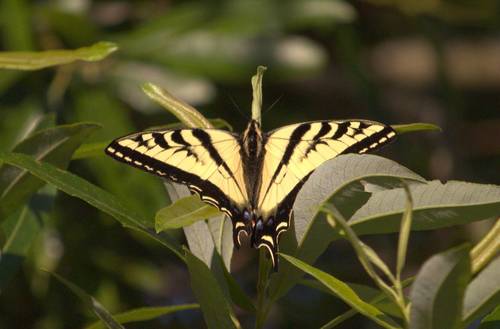 iNaturalist observation photo of Western Tiger Swallowtail