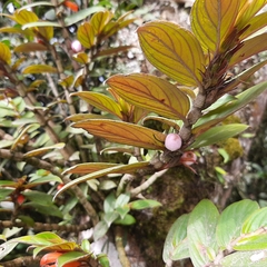 Columnea verecunda