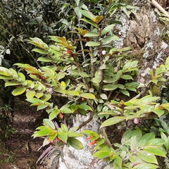 Columnea verecunda