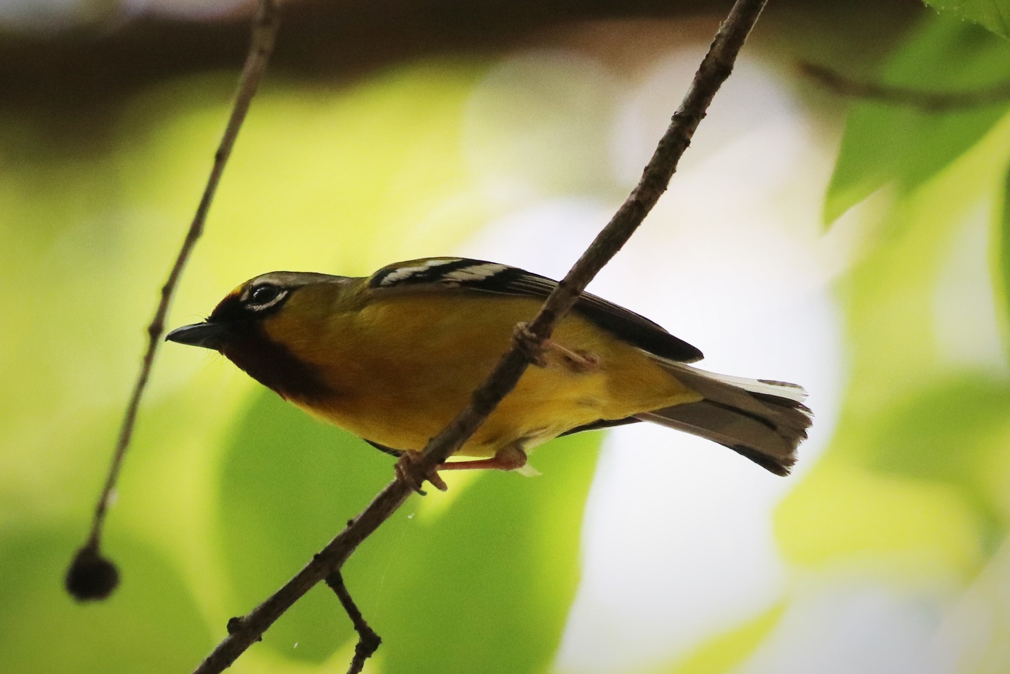 Clicking Shrike-babbler
