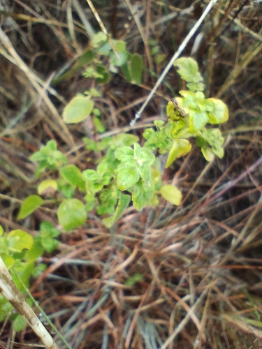 Minthostachys verticillata, photograph 1
