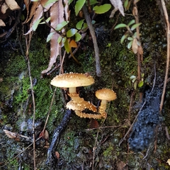 Pholiota subflammans