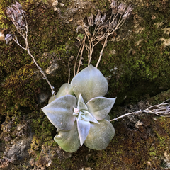 Dudleya cymosa pumila