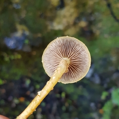 Pholiota subflammans