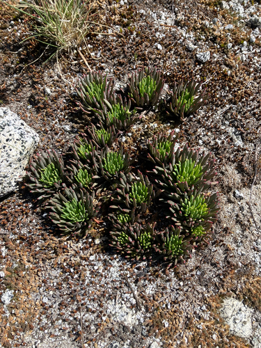 Lewisia leeana