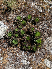 Lewisia leeana