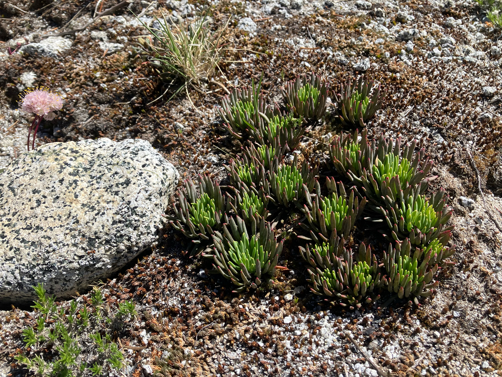 Lewisia leeana; photograph author not stated, no rights reserved