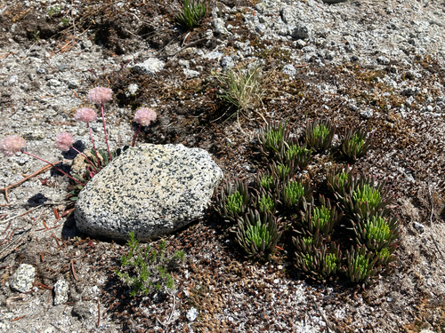 Lewisia leeana, photograph 2