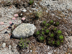 author not stated, no rights reserved Lewisia leeana, photograph author not stated, no rights reserved