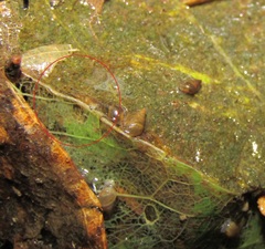 Potamopyrgus oppidanus