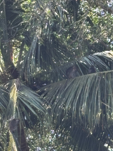 Long-tailed Macaque