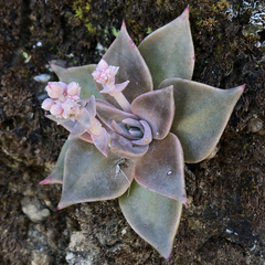 Dudleya cymosa pumila