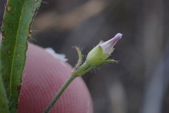 Convolvulus simulans