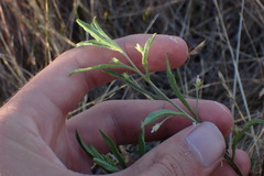 Convolvulus simulans