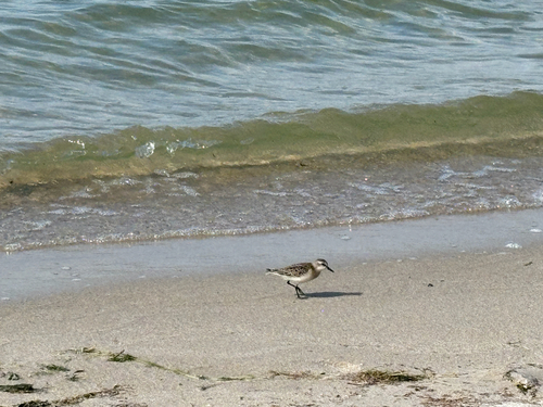 Semipalmated Sandpiper