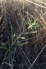 Convolvulus simulans