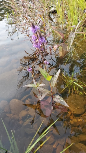 blue vervain