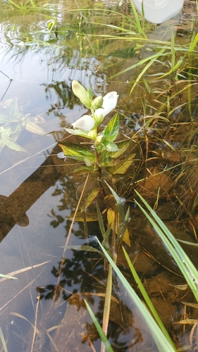white turtlehead