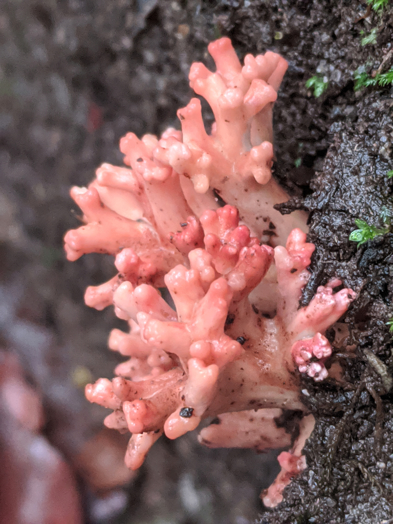 Ramaria botrytoides