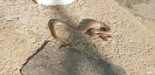 Children's Python sighting