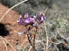 Astragalus minthorniae