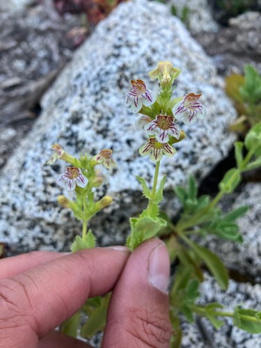 Penstemon deustus, photograph 3