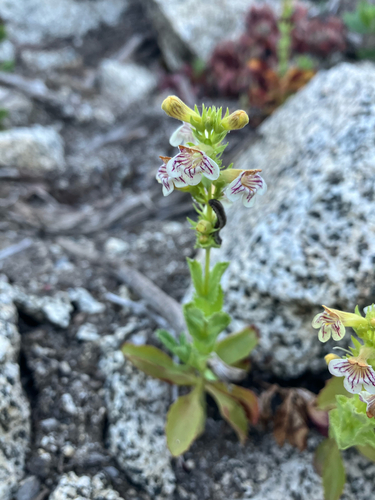 Penstemon deustus, photograph 2