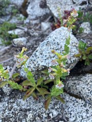 Penstemon deustus