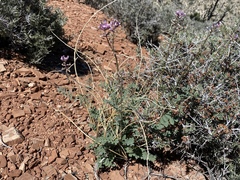 Astragalus minthorniae