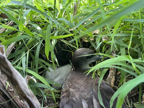 Puffinus pacificus observed 2026-08-13