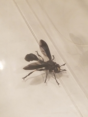 Physocephala floridana