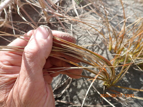 Carex testacea observed 2026-08-17