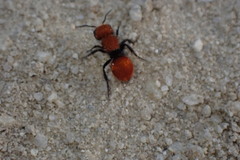 Pseudomethoca anthracina