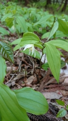 Disporum smilacinum