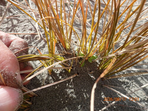Carex testacea, photograph 4