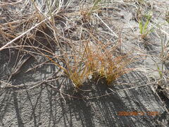 (c) Arnim Littek, some rights reserved (CC BY) Carex testacea, photograph (c) Arnim Littek, some rights reserved (CC BY)