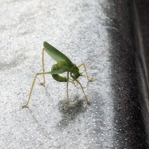Oak bush-cricket