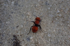 Pseudomethoca anthracina