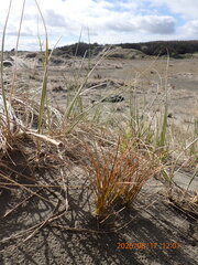(c) Arnim Littek, some rights reserved (CC BY) Carex testacea, photograph (c) Arnim Littek, some rights reserved (CC BY)
