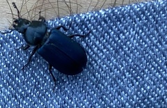 Platycerus oregonensis