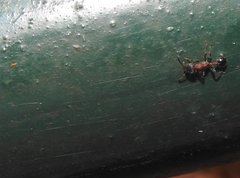 Dilobocondyla fouqueti