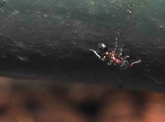 Dilobocondyla fouqueti