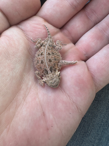 Texas Horned Lizard