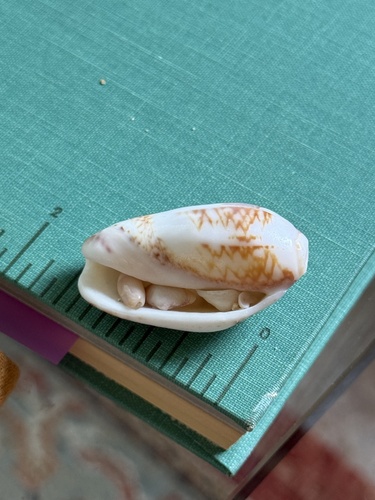 Oliva observed 2026-08-17