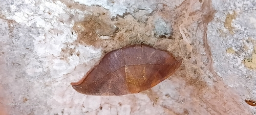 Patalene impurpurata