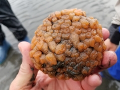 Aplidium coei